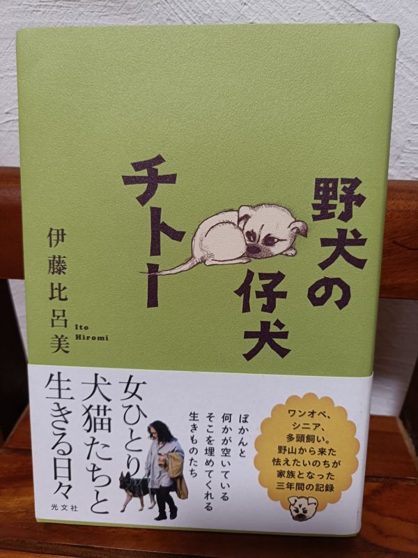 野犬の仔犬チトー